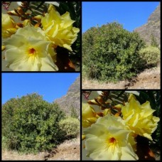 Oleander Dwarf Double Yellow x 1 Plant Very Hardy Shrubs Flowering Cottage Garden Plants Rockery Balcony Patio Nerium aurea luteum plennum